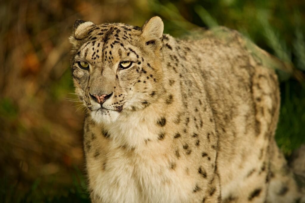 Close-up of a snow leopard showcasing its beautiful spots in the wild.
