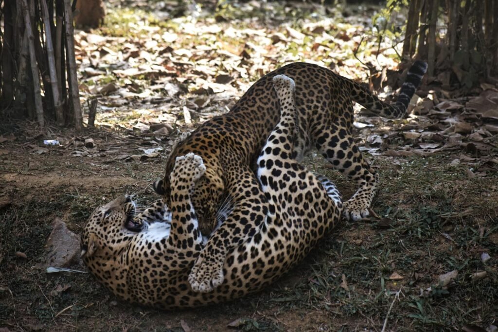 Two young leopards engaging in play fight in a forest setting, showcasing their natural behavior.