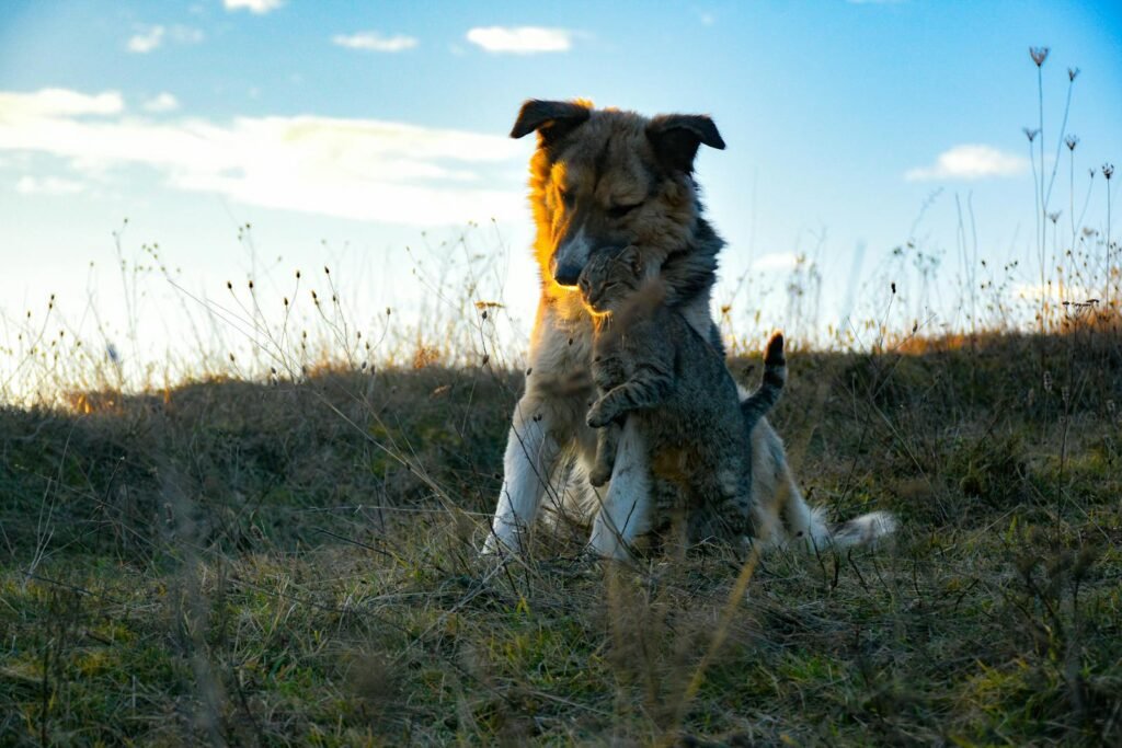A dog and cat share a warm hug in a grassy outdoor setting, symbolizing friendship.