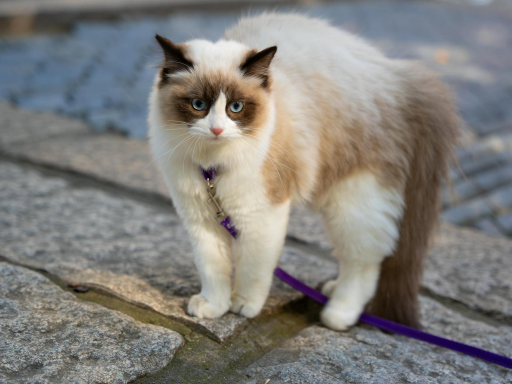 Adorable Ragdoll cat on a leash standing on a stone sidewalk, captured in natural light.