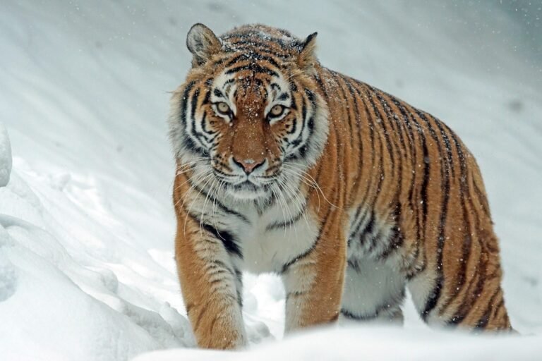 tiger, siberian tiger, snow, predator, carnivore, winter, tiger, nature, tiger, tiger, tiger, tiger