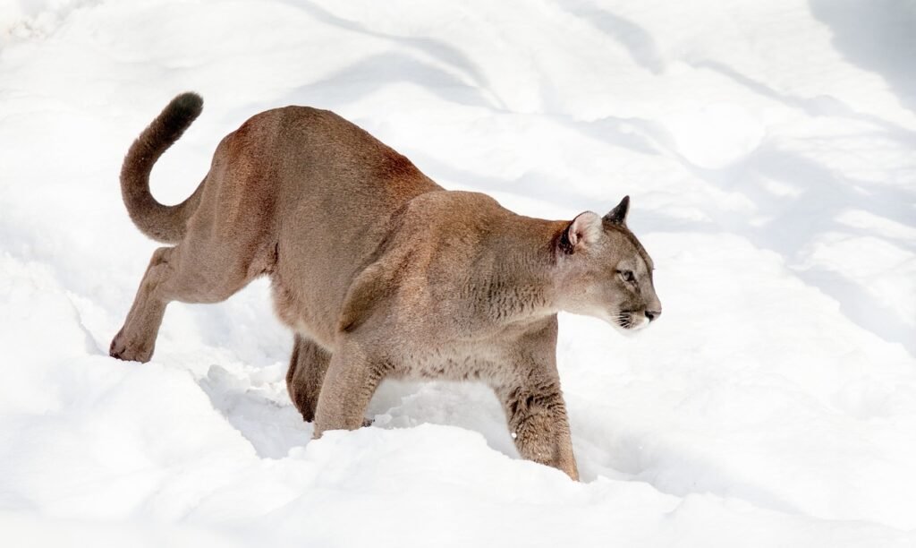 Cat Ecosystem puma, mountain lion, big cat, predator, snow, zoo, dangerous, danger, wildcat, winter, snowy, puma, puma, puma, puma, puma, nature, mountain lion, mountain lion, mountain lion, mountain lion