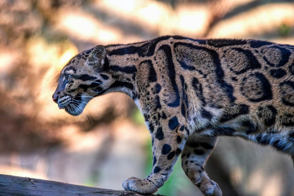 A striking Formosan clouded leopard exhibiting its graceful movement in a natural setting.
