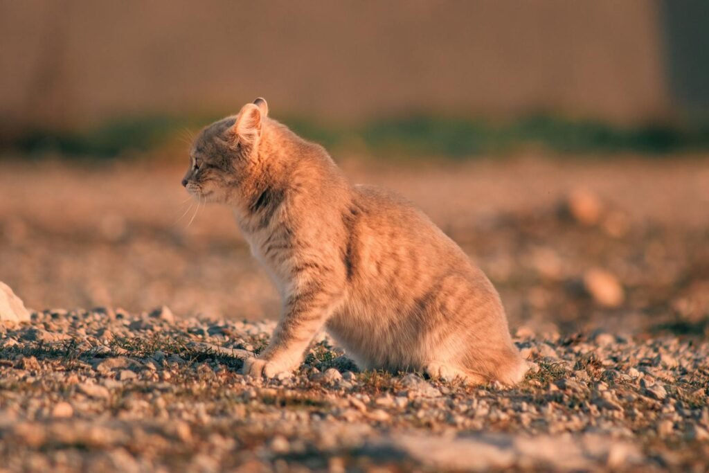 cat family: A cute kitten basking in the warmth of a sunset, casting an idyllic countryside scene.