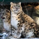 leopards, snow leopardss, wild cats, pair, big cats, spotted, feline, wild animals, wilderness, wildlife, animal world, nature, wildlife photography, animals, cats, zoo, leopards, big cats, big cats, big cats, wild animals, wildlife, animals, cats, zoo, zoo, zoo, zoo, zoo
