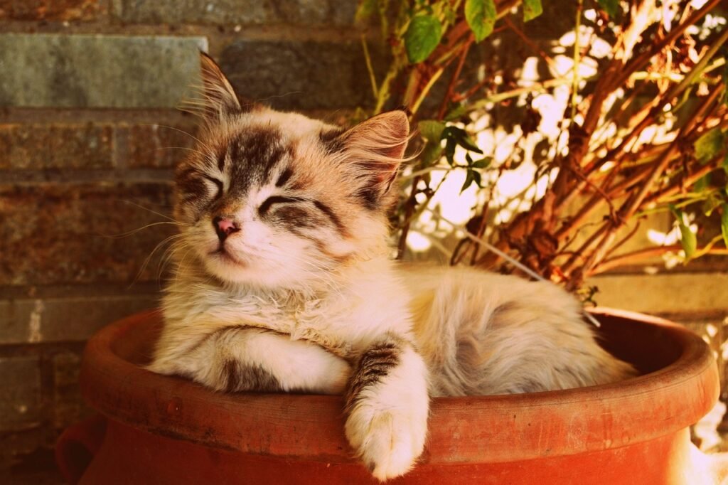 kitten asleep in a pot, beautiful cat asleep, pet portrait, cute, furry, nature, sweet, adorable, fluffy, animal, pet, young, cat, feline, kitten, domestic, kitty, portrait, little, soft, brown cat, brown animals, brown beauty, brown portrait, brown pets, cat, cat, cat, cat, cat, kitten