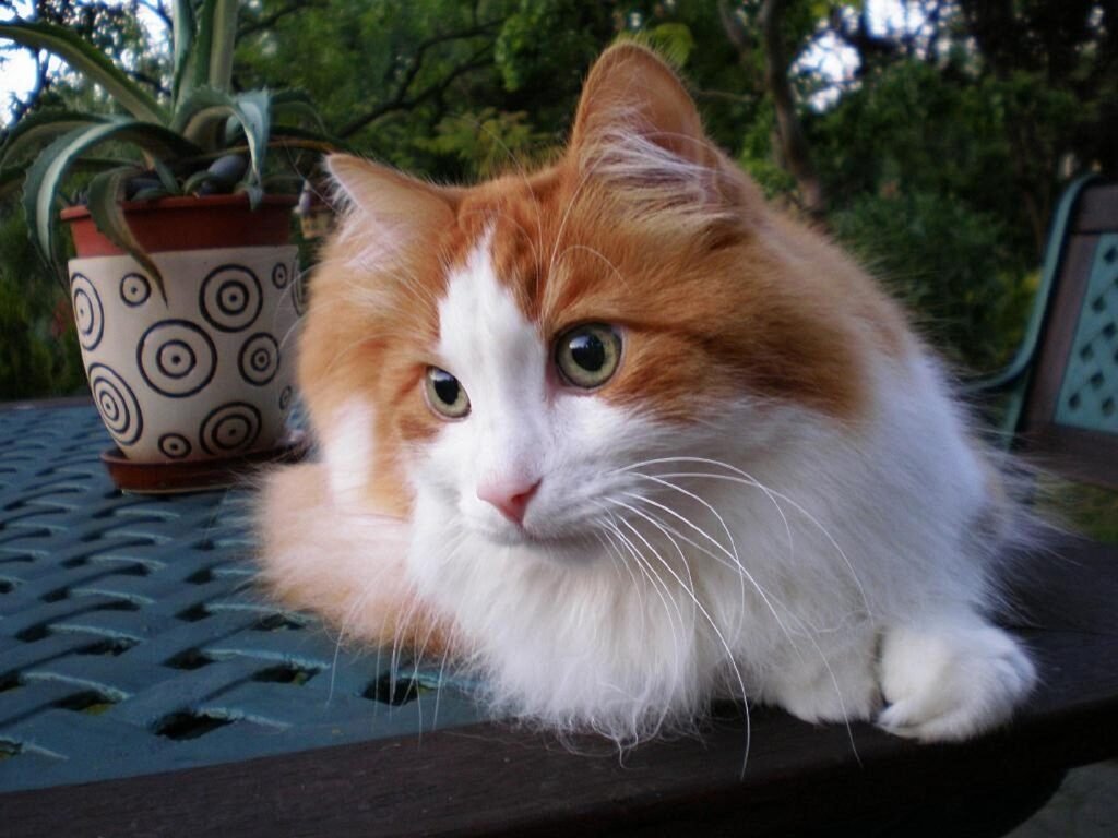 Breeds of Cats That Have the Softest Fur