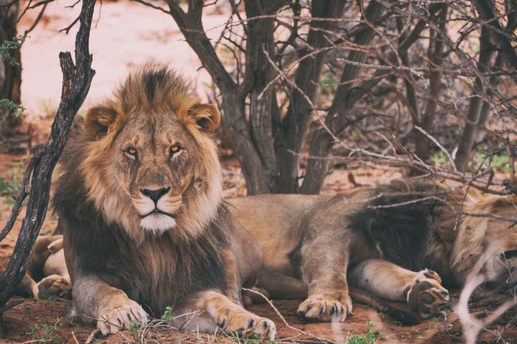 Cat Stalk lion leaning on trees