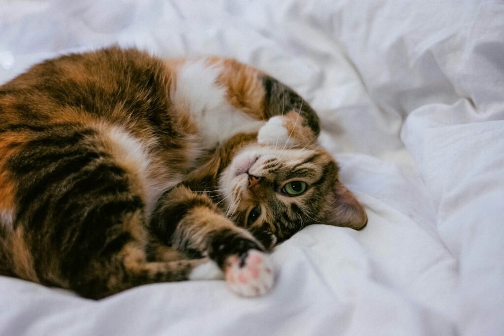 cat love: calico cat lying on white comforter