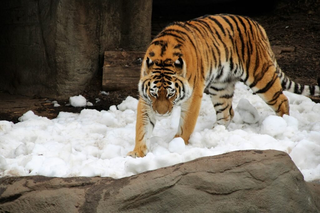 cat support: tiger walking on snow surface