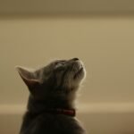 cat photography: a cat looking up at something in the air
