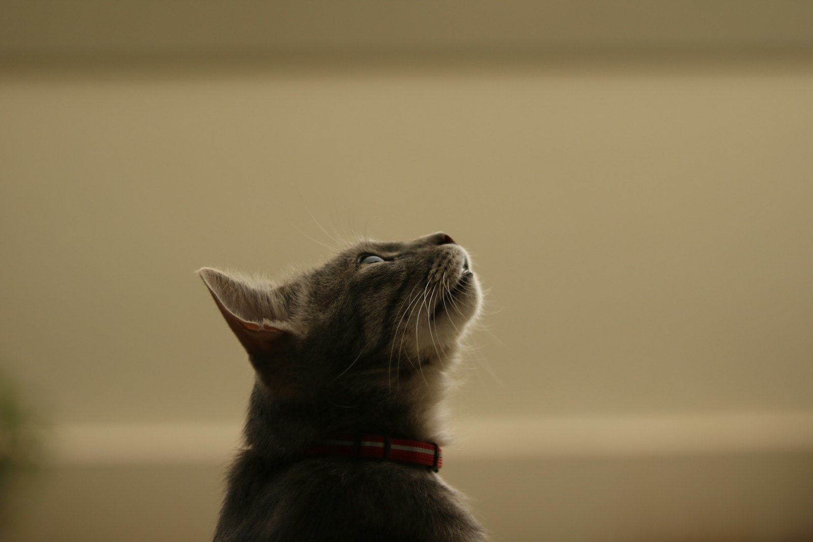 cat photography: a cat looking up at something in the air