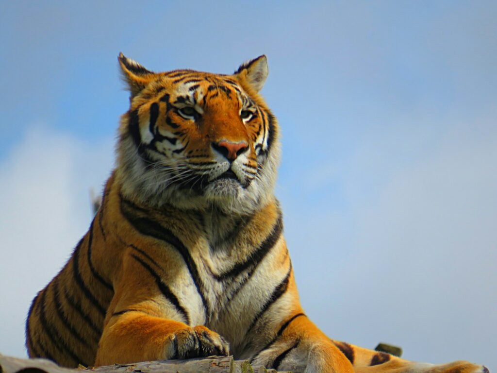 How Big Cats Use Their Sense of Smell to Hunt at Night