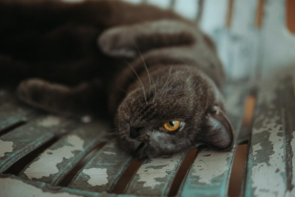 A black cat lies on a distressed bench, exuding a sense of calm with its vivid eyes.