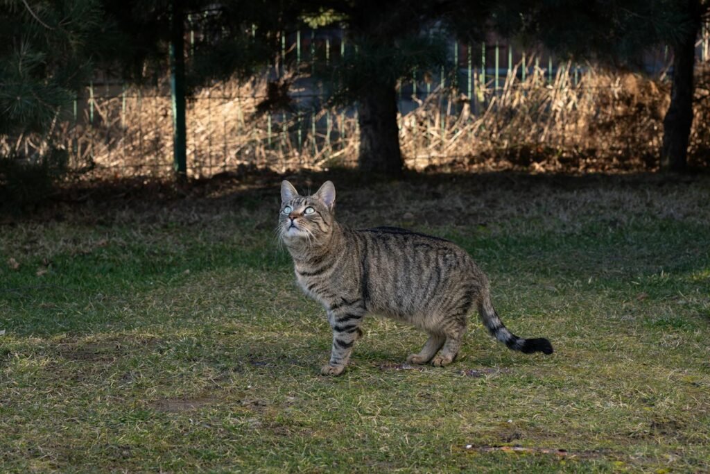 A vibrant tabby cat exploring a sunlit garden on a bright day, looking upwards with curiosity.