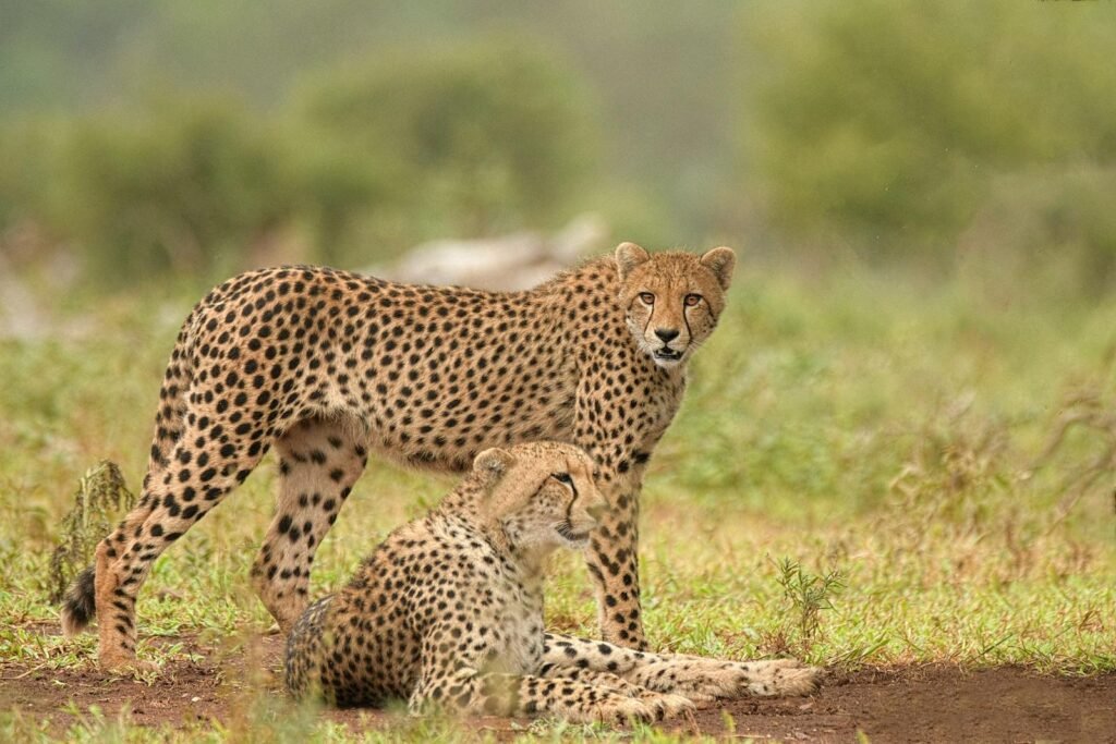 Hunting Techniques 
