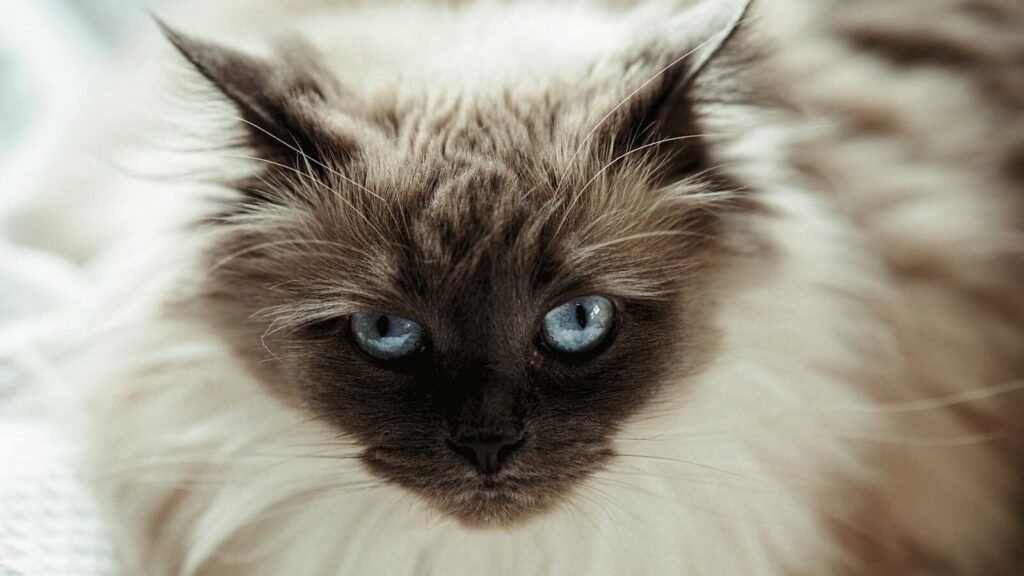 A beautiful Siamese cat with striking blue eyes and a soft, fluffy coat rests on a white surface, exuding elegance and ease of care.
