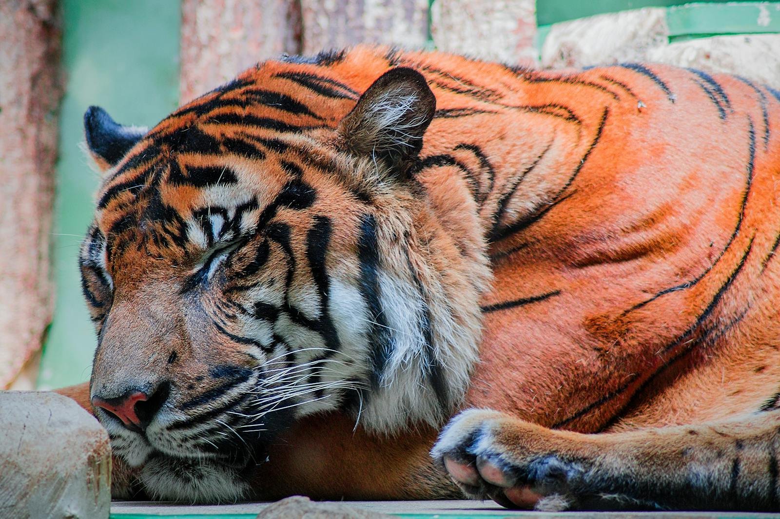 Tiger in mythology: Peaceful sleeping Bengal tiger portrait with vibrant stripes in a zoo environment.