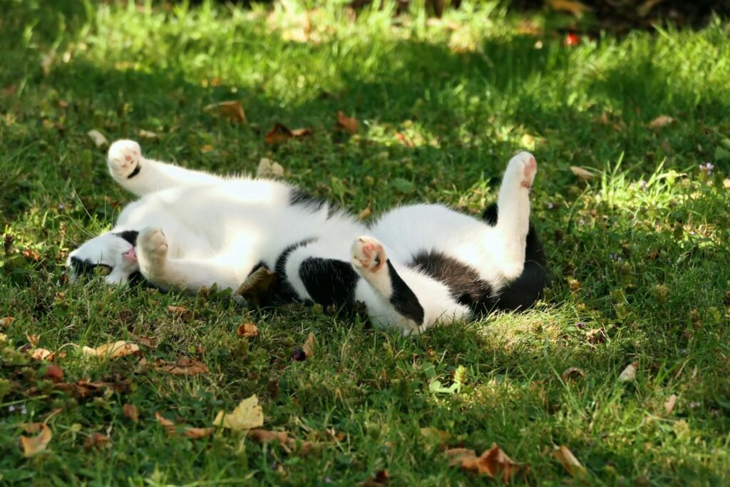 A cute black and white kitten enjoys rolling around in the grass on a sunny day in the park.