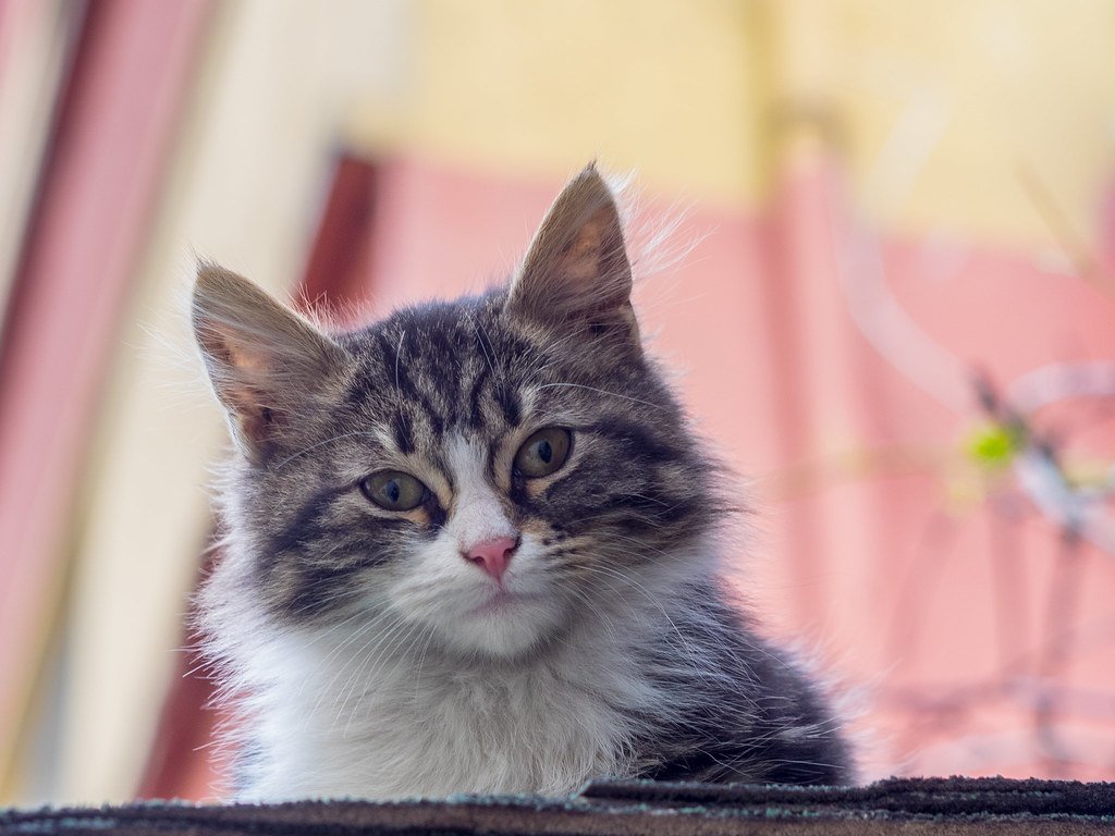 Introduce a New Cat 
