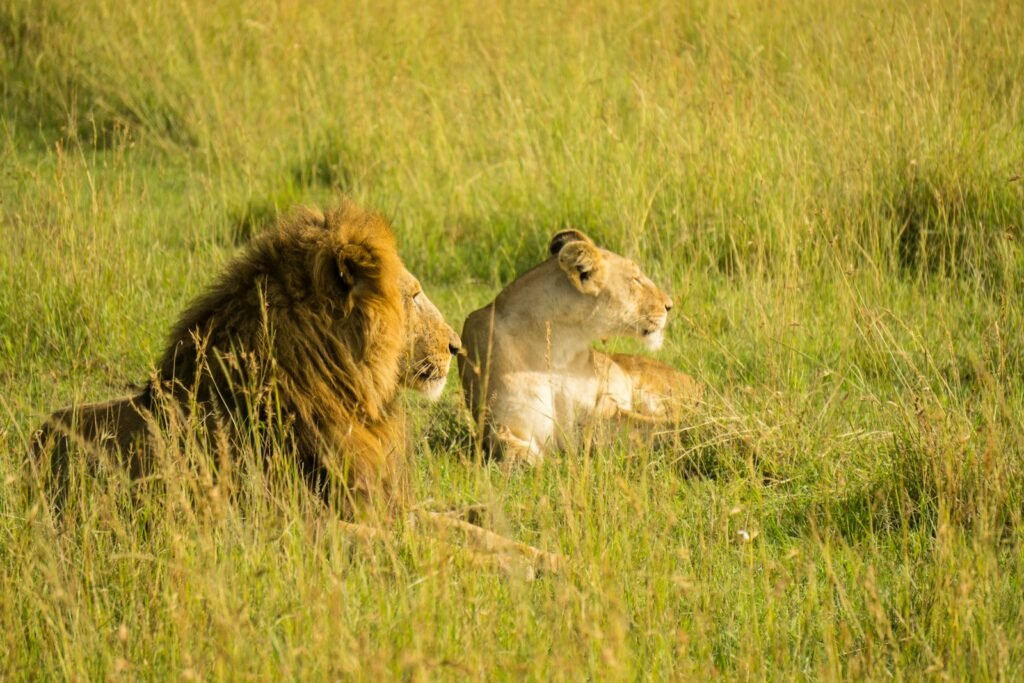 ultimate predator: lion rest on grass field