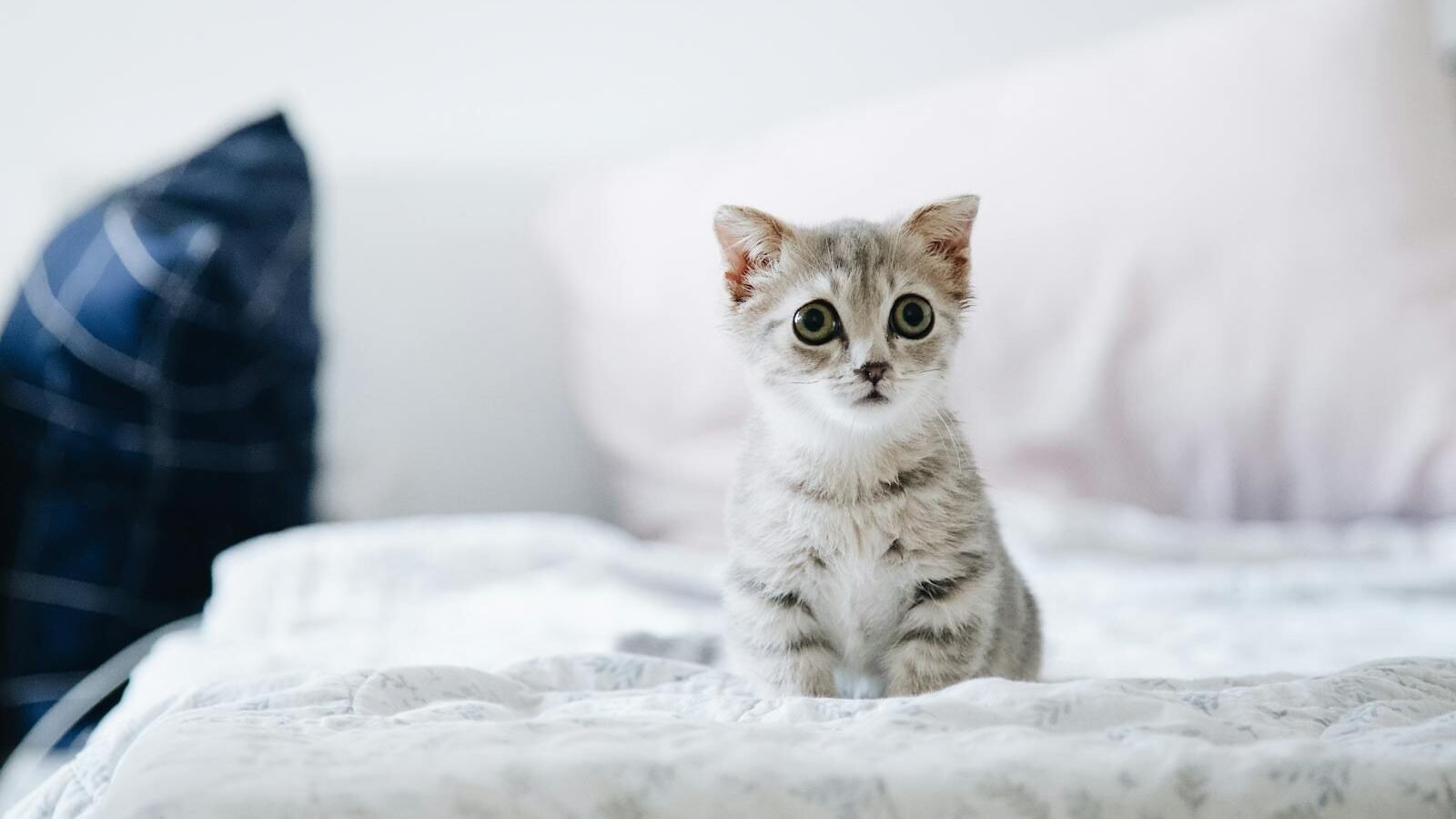 A curious grey tabby kitten with big, round eyes sitting on a soft, white bedspread in a cozy room, with blurred pillows in the background.