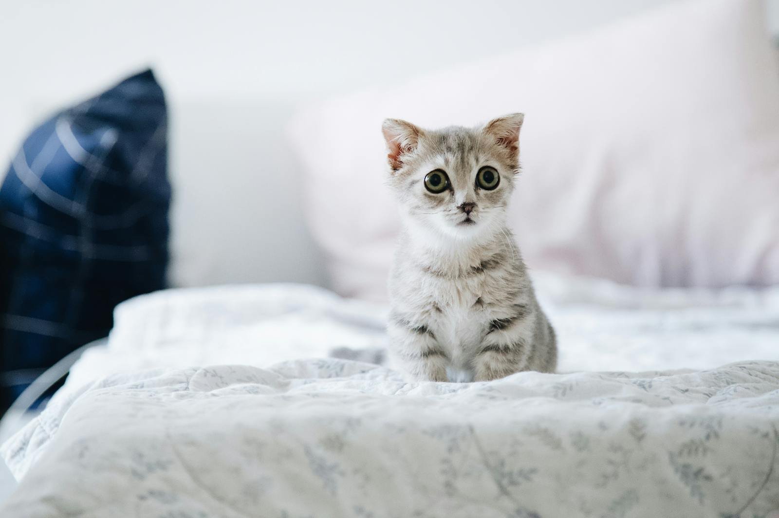 Photo by Tranmautritam Stress in cats: Cute grey kitten with big eyes sitting on a bed indoors. Perfect for pet lovers