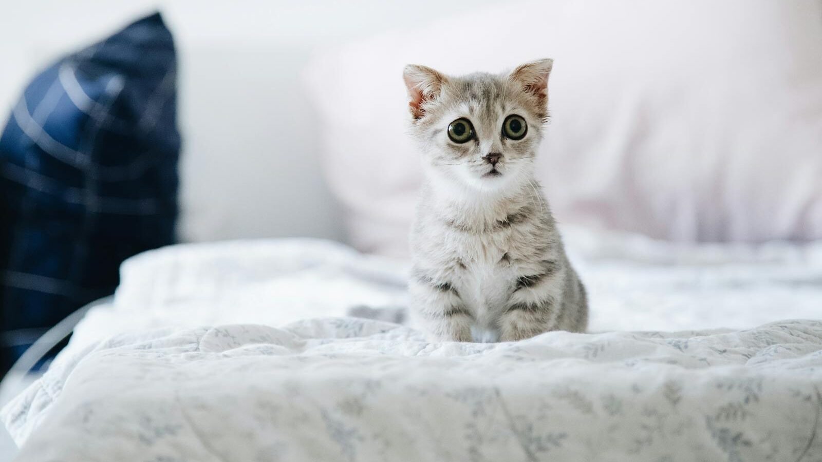 A curious gray kitten with wide eyes sitting on a soft bed, surrounded by cozy pillows in a bright indoor setting.