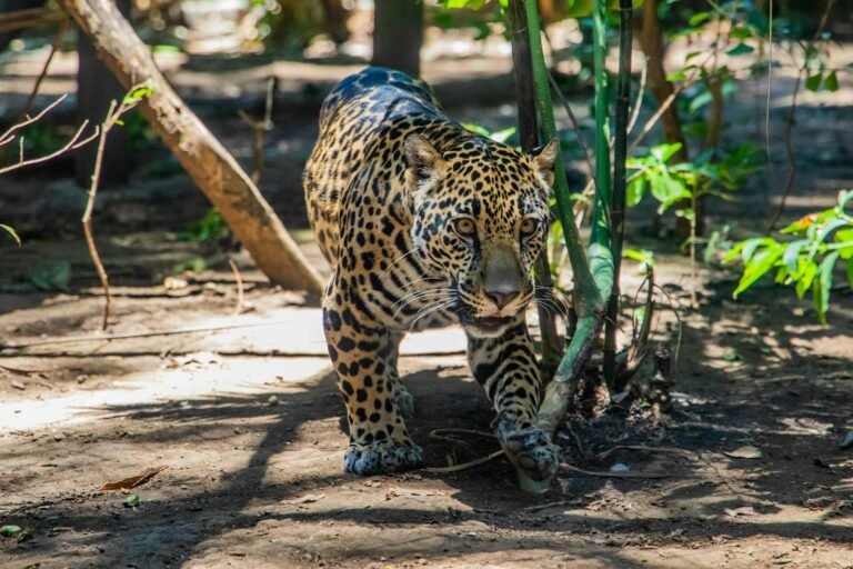 A leopard stealthily walking through the dense jungle, its distinctive spotted coat blending with the surrounding foliage.