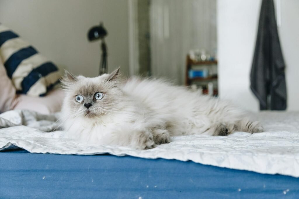 A fluffy domestic cat with blue eyes lounging comfortably on a bed indoors.