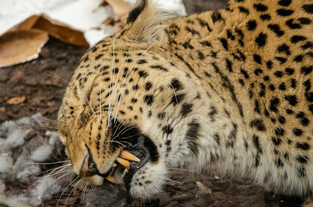 Close-up of a spotted leopard with prey, highlighting its sharp teeth and powerful hunting instincts.