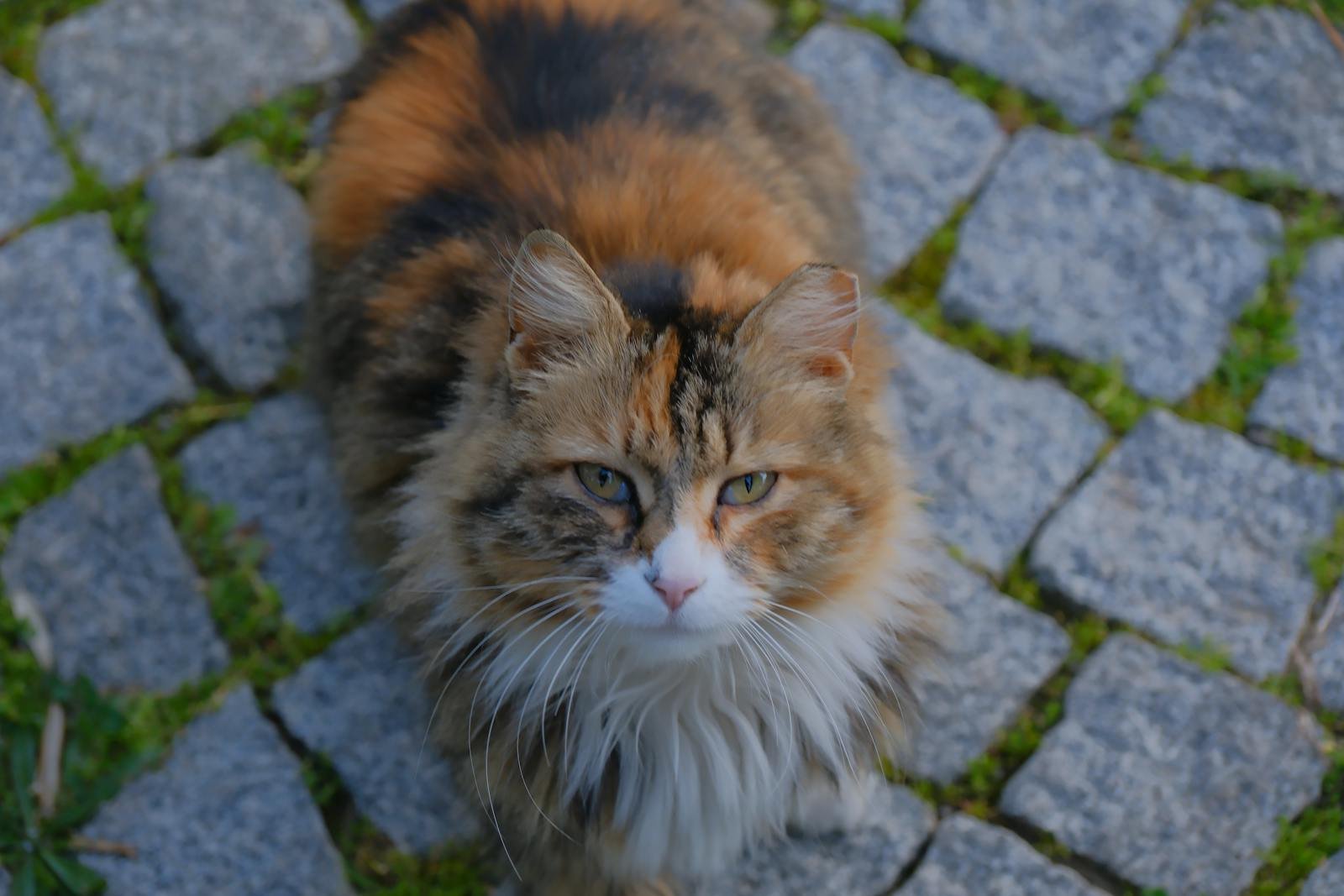 Photo by Doğan Alpaslan Demir wild domestic cat: Charming tabby cat sitting on a cobblestone pavement in İzmir, Türkiye.