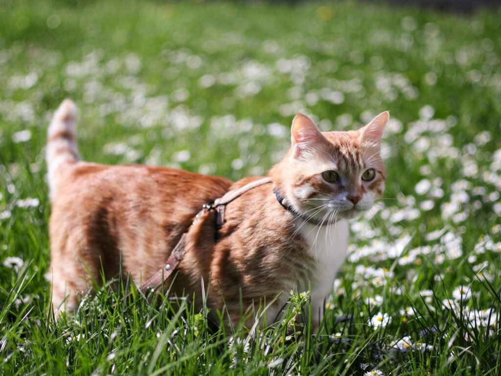Cute ginger cat on a leash walking through a sunny meadow of daisies.