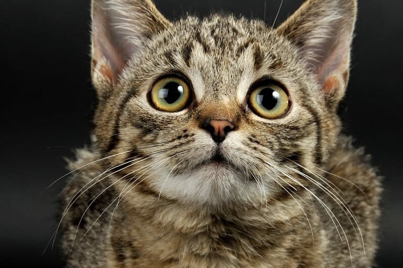 A black footed cat with wide alert eyes and a dense spotted coat sitting against a dark background