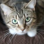 sense of smell: Close-up portrait of a tabby cat with striking green eyes and long whiskers.