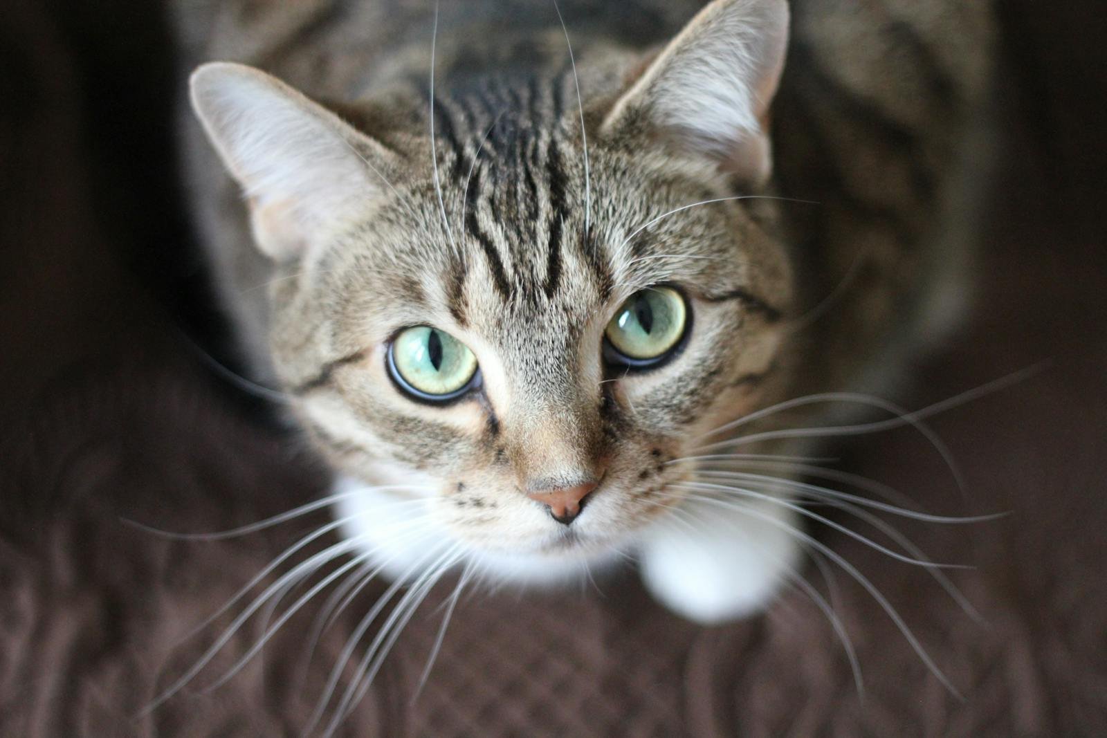 sense of smell: Close-up portrait of a tabby cat with striking green eyes and long whiskers.