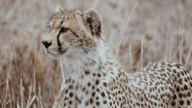 A cheetah standing in a dry grassland, attentively looking into the distance.