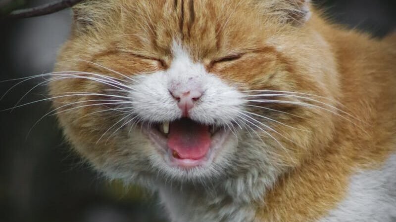 Cute ginger and white cat with a laughing expression outdoors. Perfect for pet-themed visuals.
