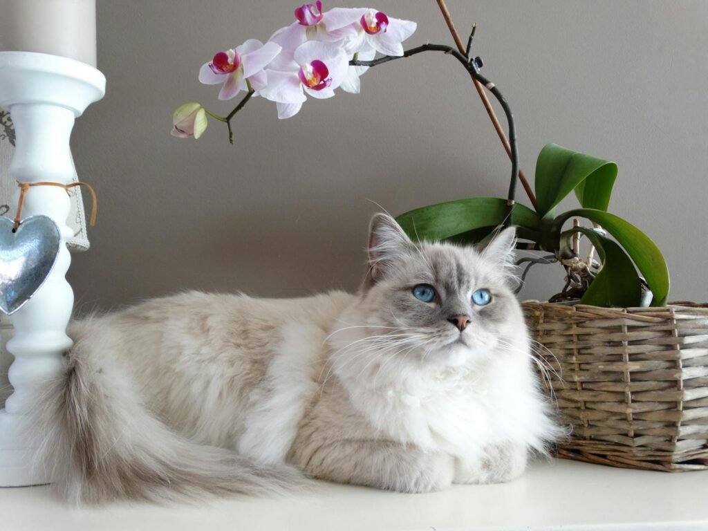 CAT Adorable grey and white Ragdoll cat with blue eyes beside a blooming orchid indoors.