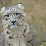 5 Big Cats That Are Surprisingly Good Swimmers