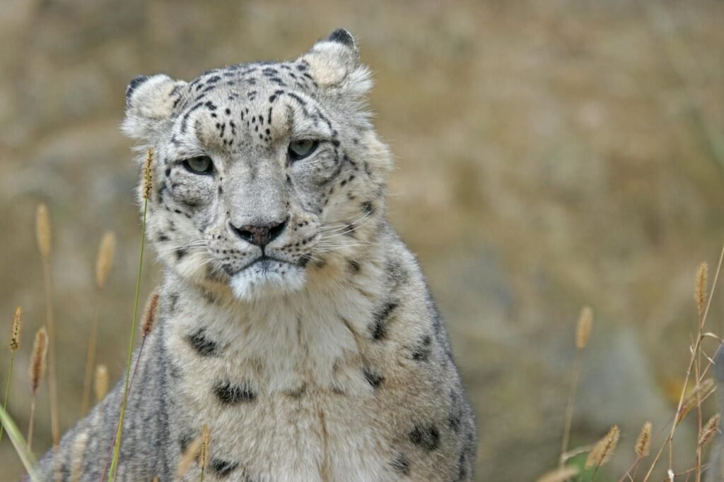 harsh weather; Majestic snow leopard portrait capturing its serene beauty in the wild.