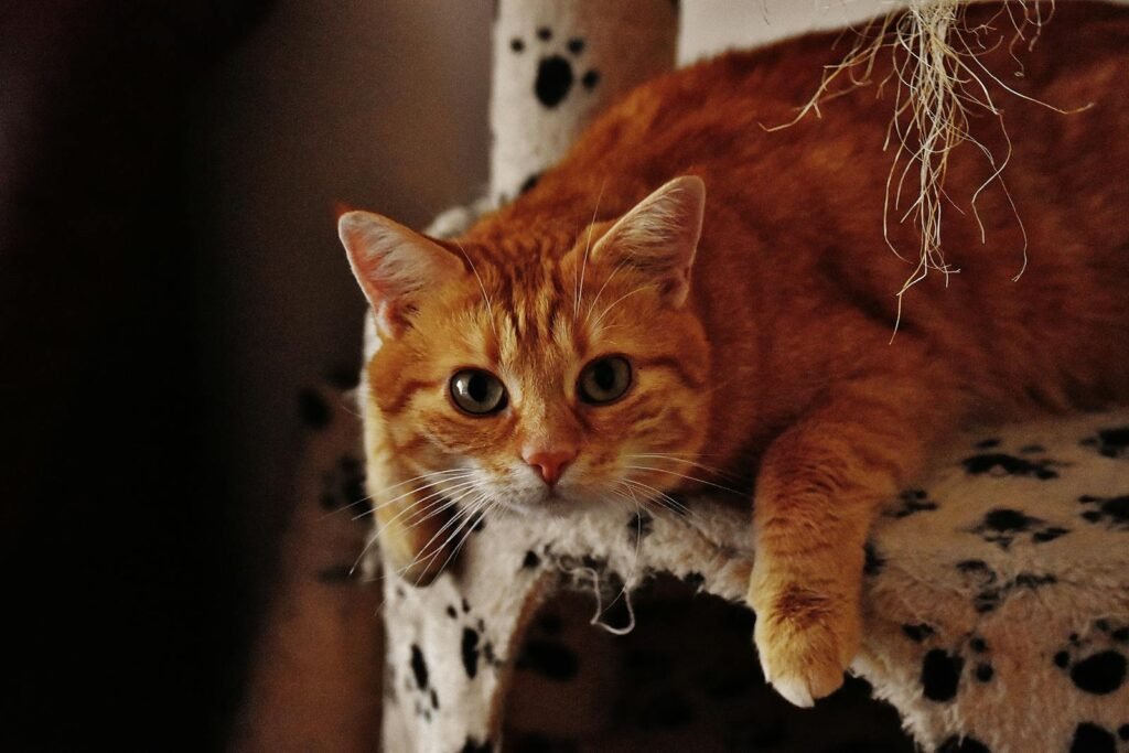 A cute ginger tabby cat lying on a soft perch indoors, looking at the camera.