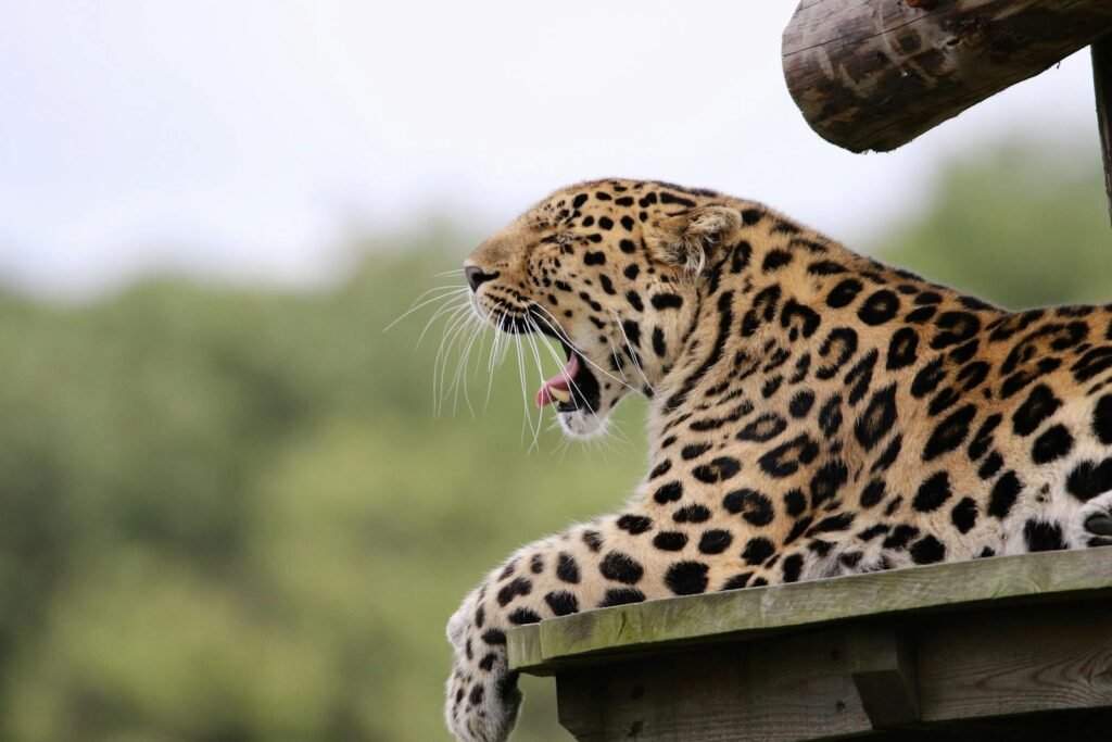 Close-up of a yawning leopard resting outdoors, showcasing its distinct spotted fur.