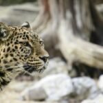 A close-up of a leopard in its natural habitat, showcasing its striking fur and piercing eyes.