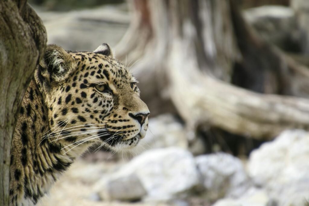 A close-up of a leopard in its natural habitat, showcasing its striking fur and piercing eyes.