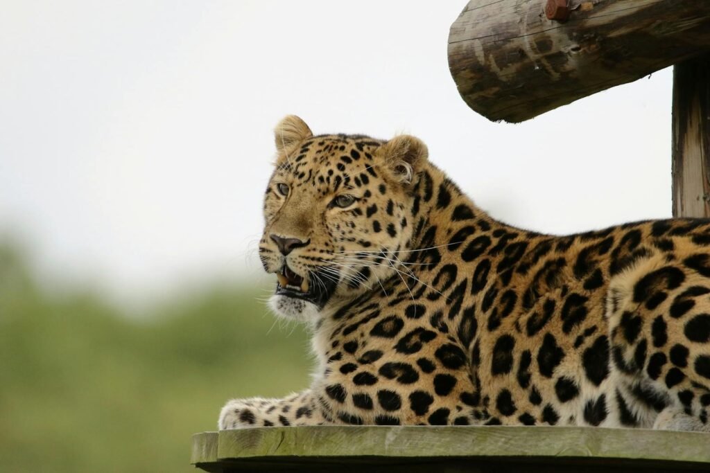 Close-up of an Amur leopard resting outdoors, showcasing its spotted coat and attentive gaze.
