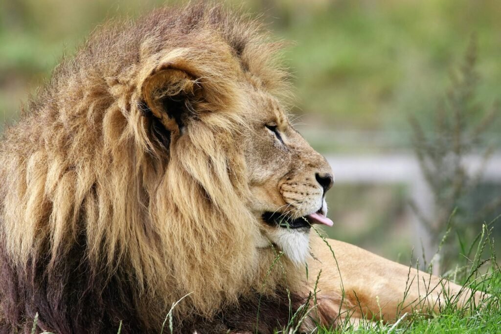 Cat Weather A magnificent African lion lounges in the grassland, showcasing its regal mane and powerful presence.