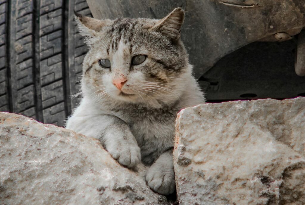 Close-up of a domestic cat resting on rocks next to a vehicle tire.