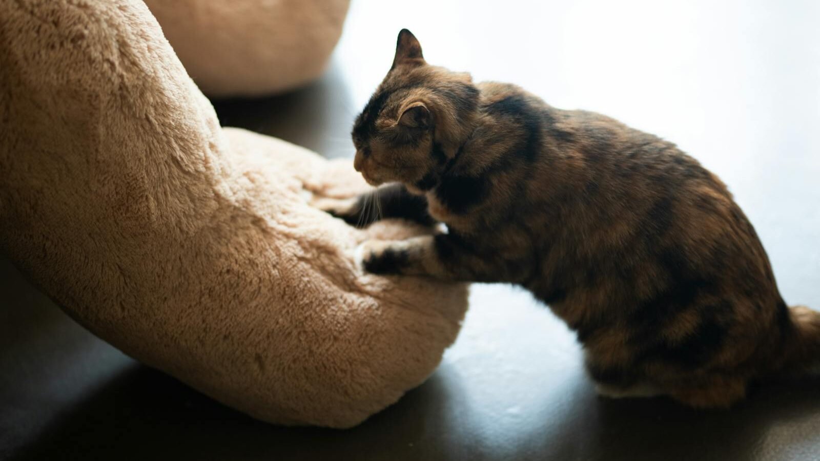 A tortoiseshell cat kneads a soft plush surface with its paws, displaying a common feline behavior linked to comfort and relaxation.