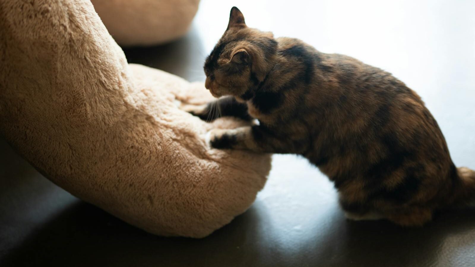 A tortoiseshell cat kneading a soft plush cushion with its paws, a behavior often associated with comfort and relaxation.